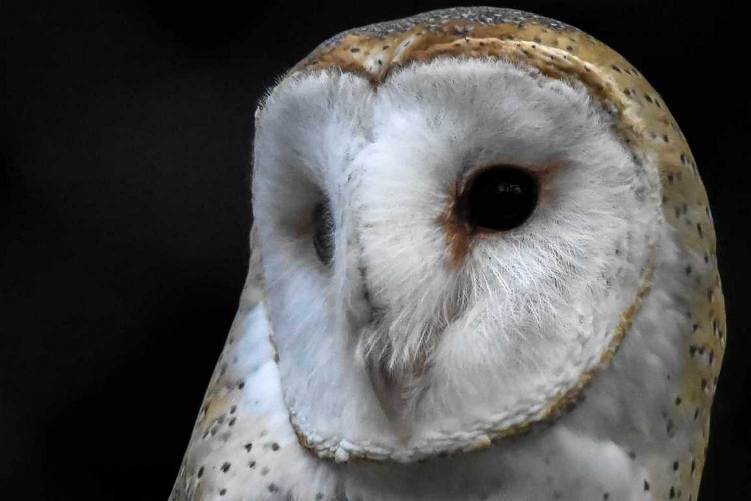 WNC Nature Center and Wildlife Park photo 1