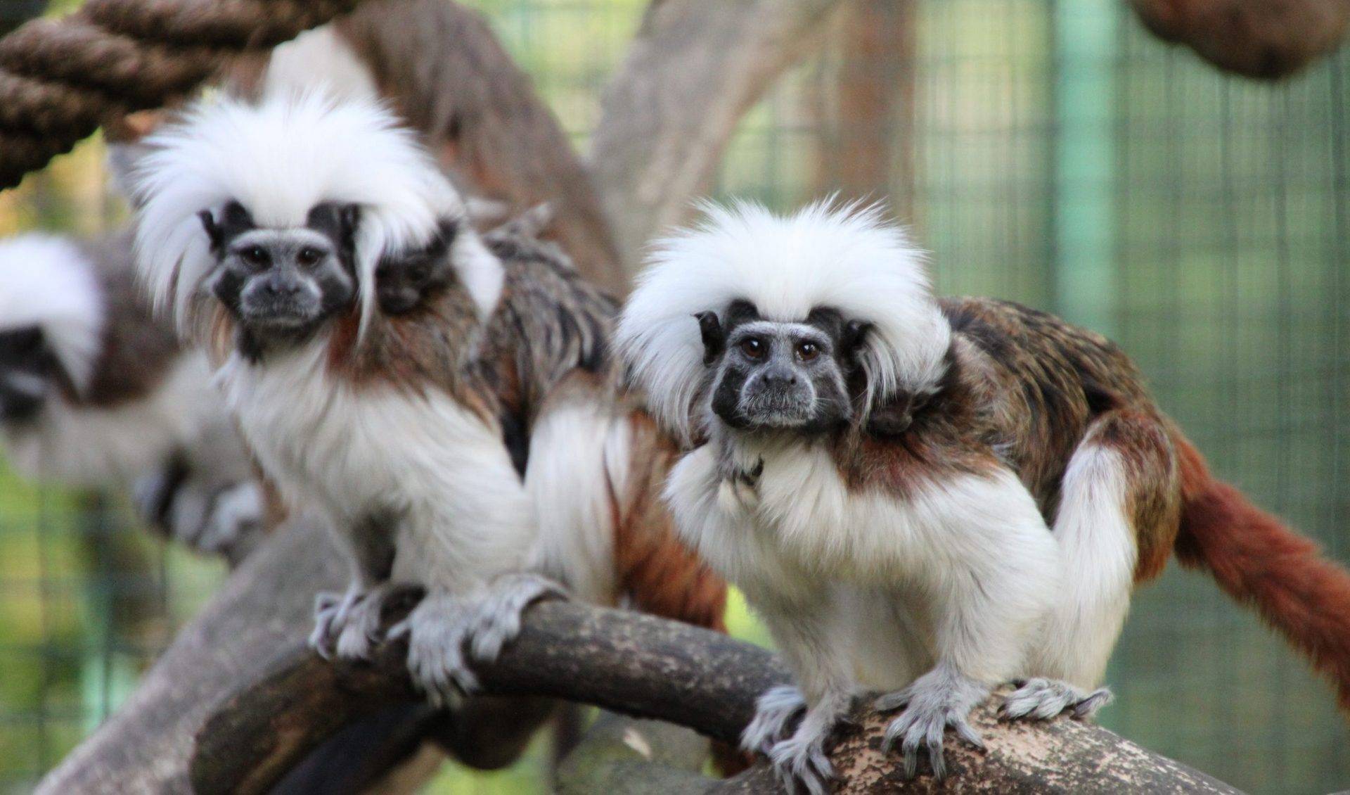 Zoo Braunschweig