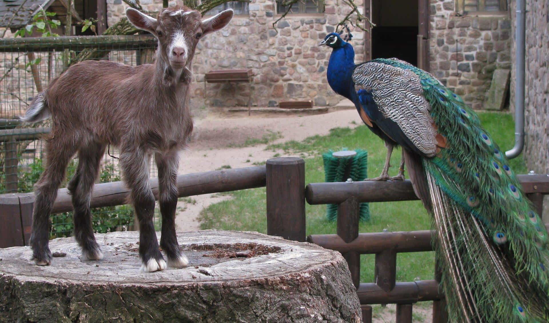 Zoo Eberswalde