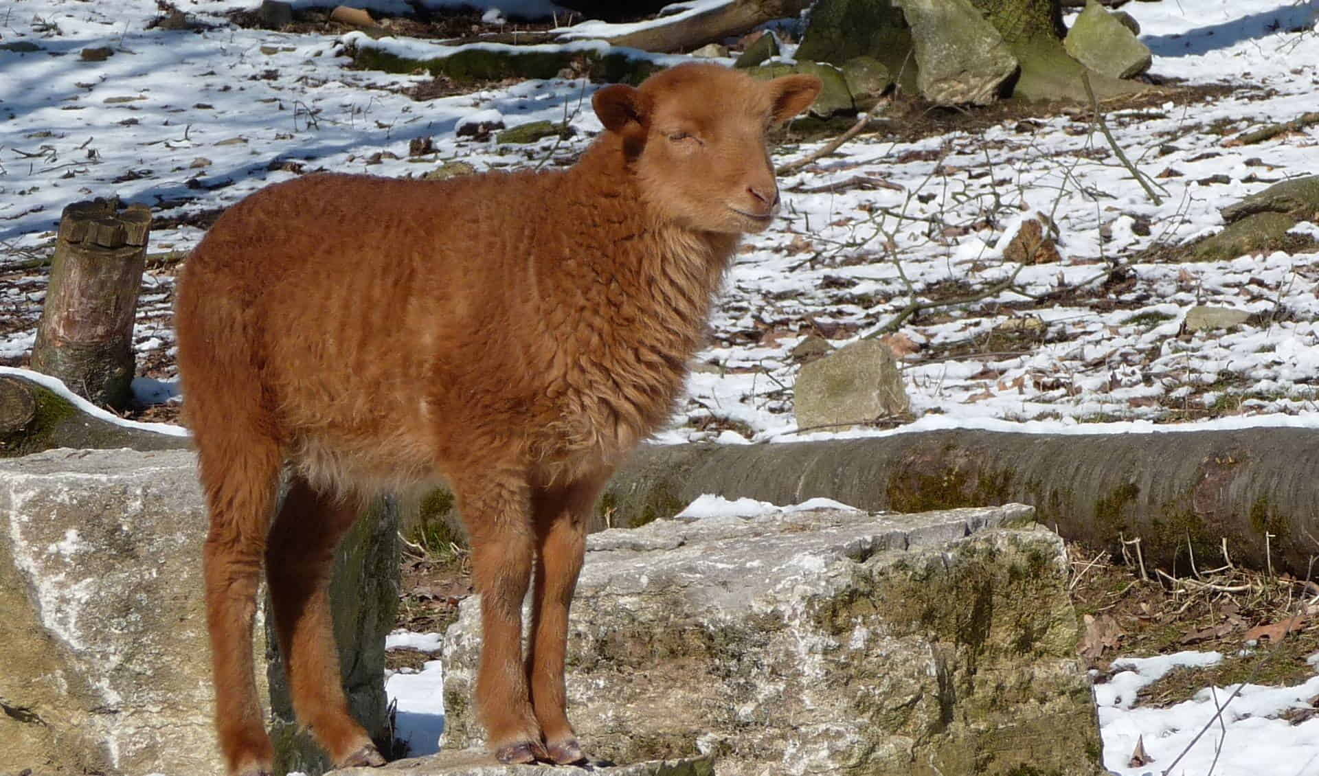 Zoo and garden Fasanerie