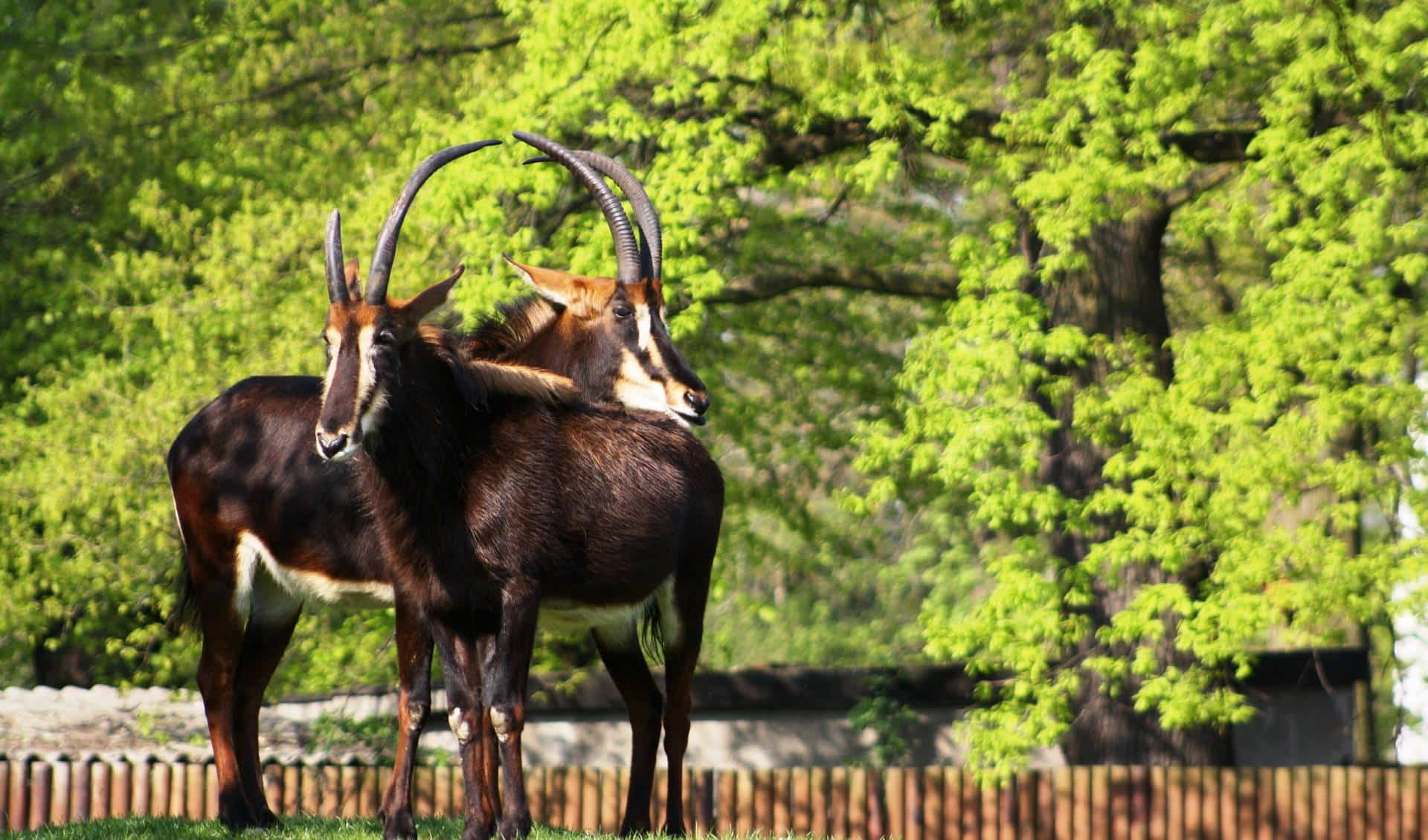 Zoo Hoyerswerda