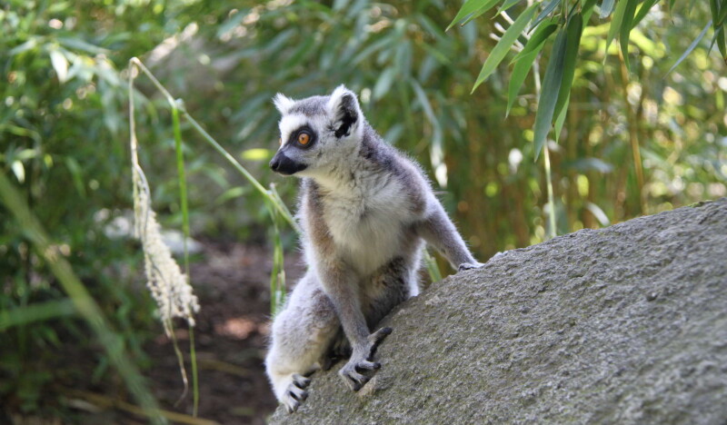 Zoo Linz