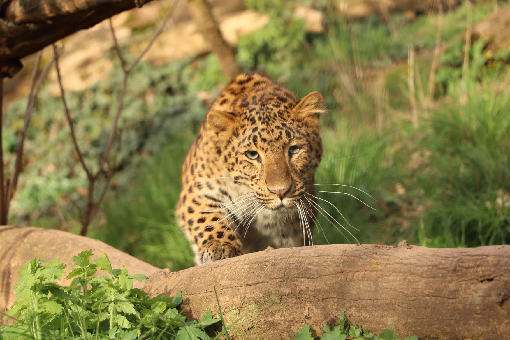 Zoo Plzen photo 1