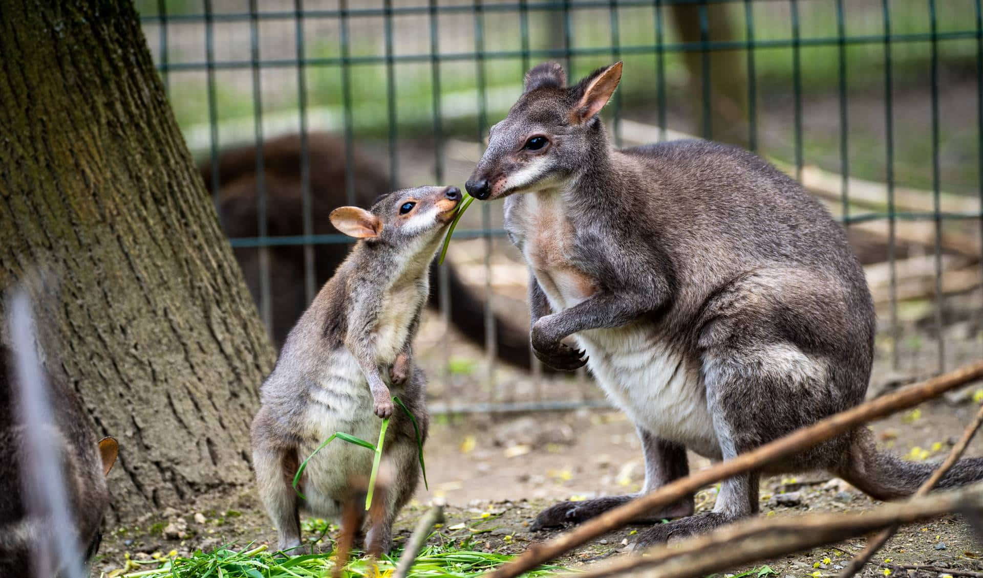 Zoo Plzen