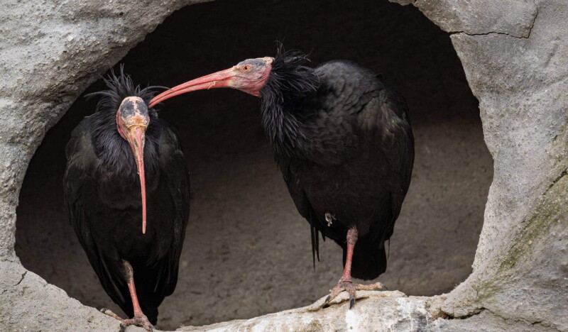 Zoo Schmiding
