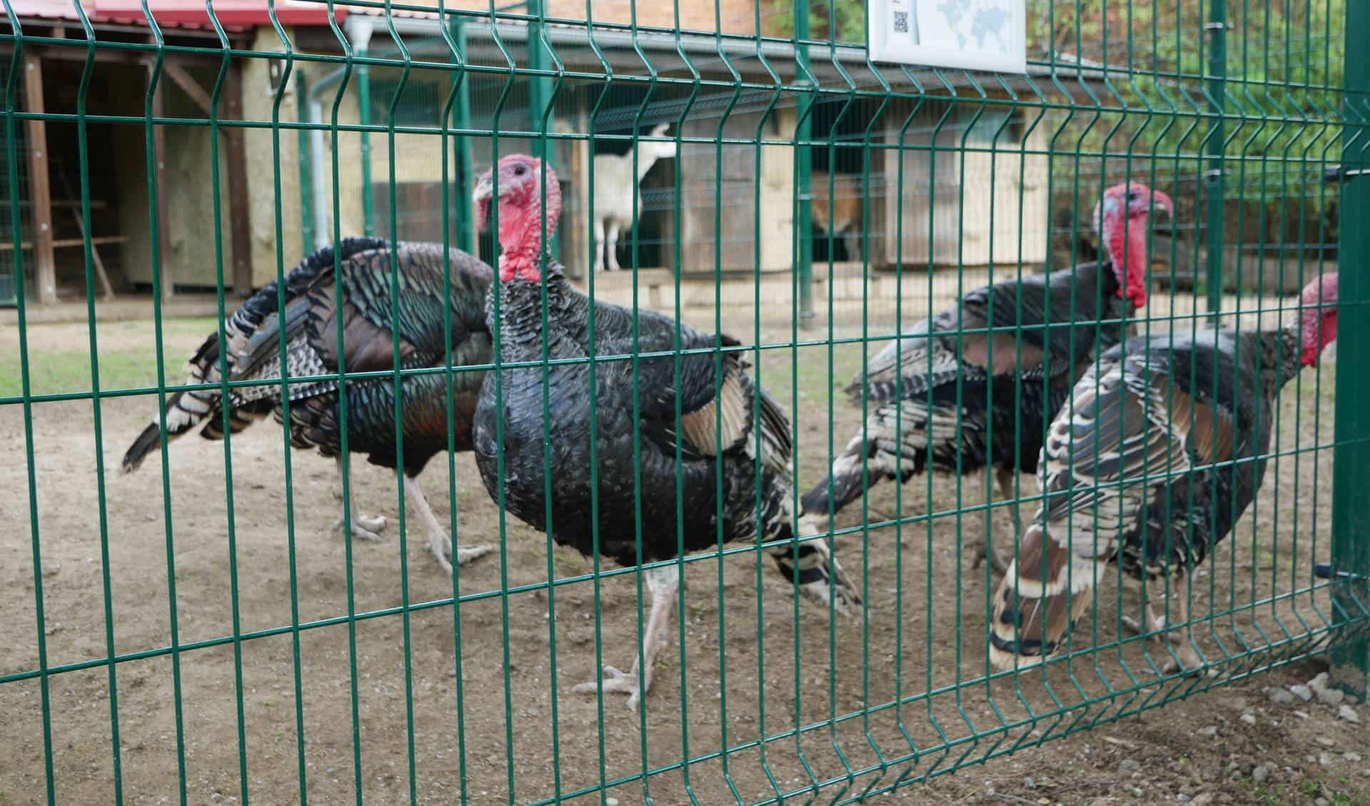 Zoo Vyskov