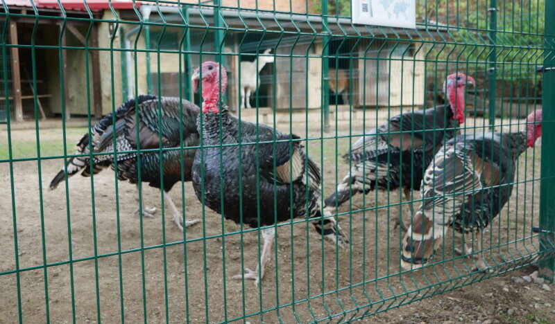Zoo Vyskov