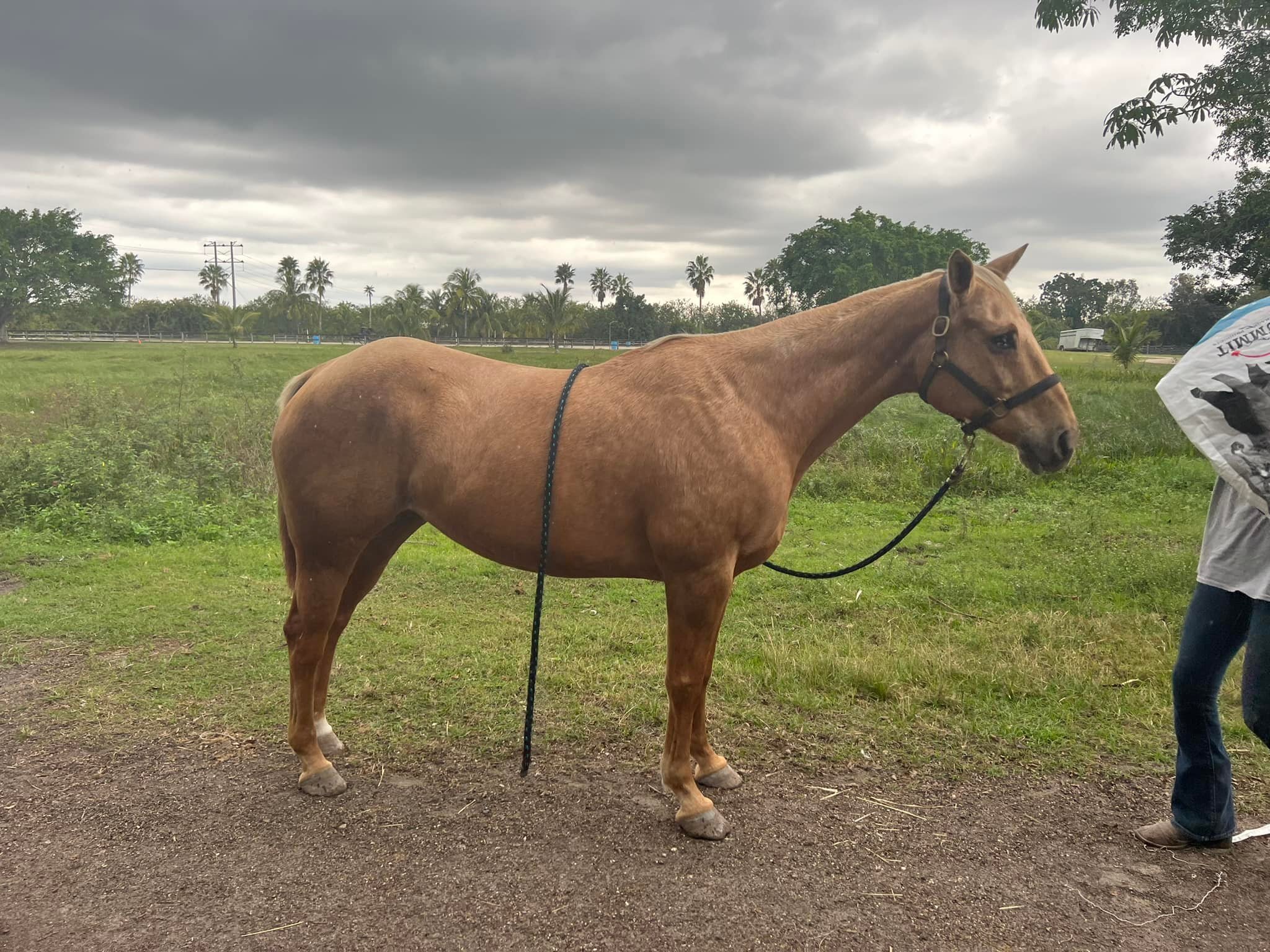Golden Gait Riding Stable photo 1