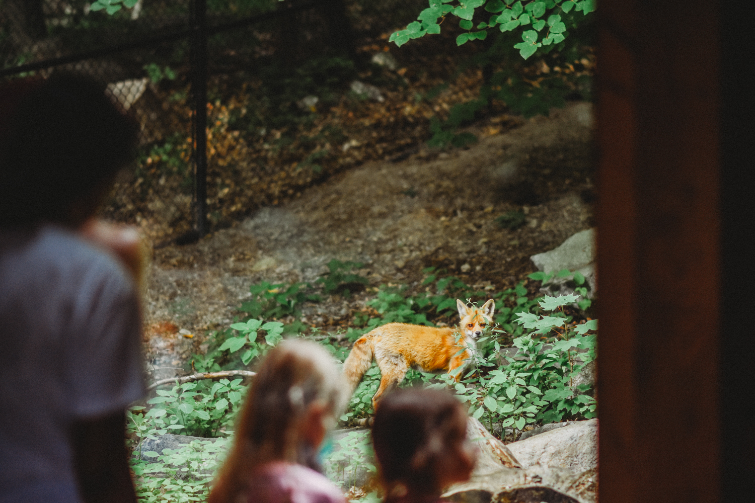 Moose Hill Day Camp photo 1