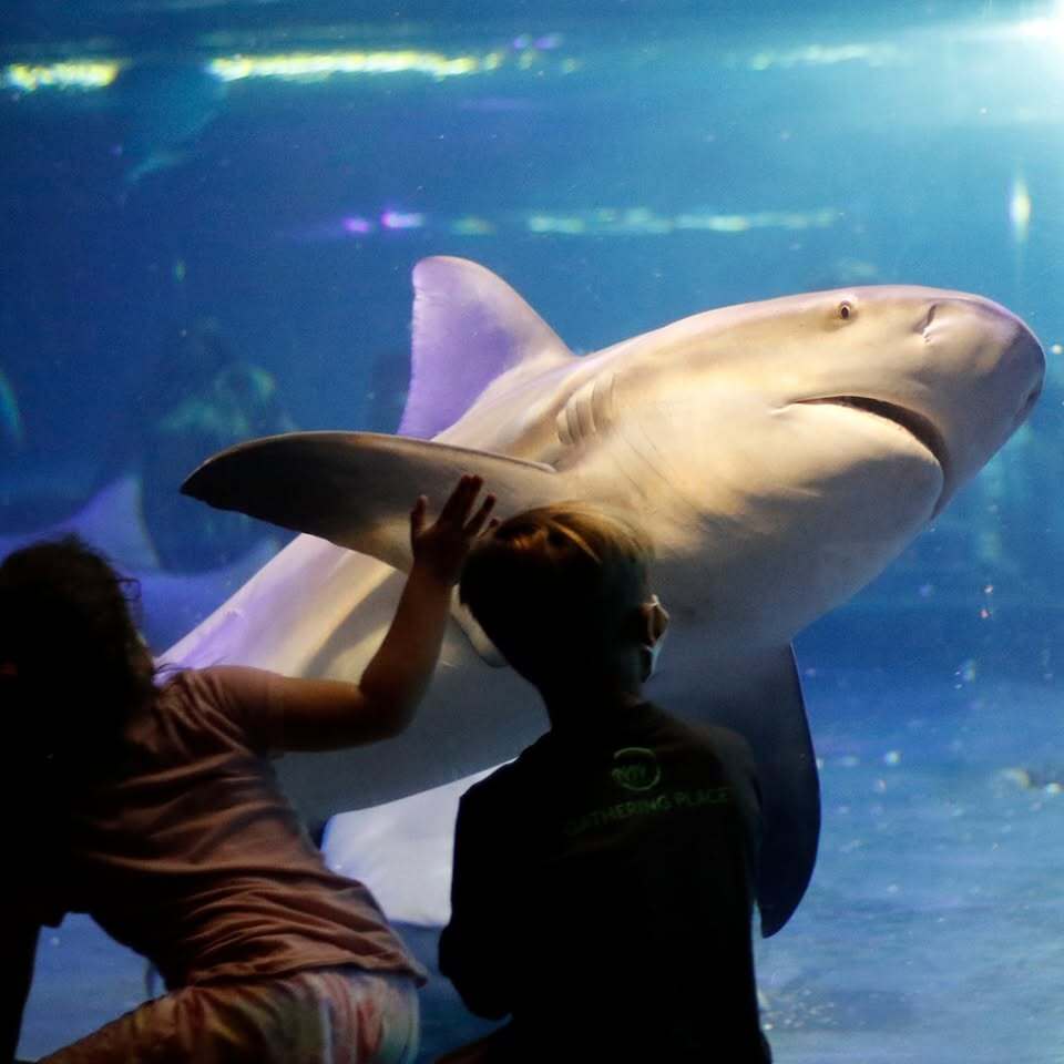 Oklahoma Aquarium Summer Camp photo 1
