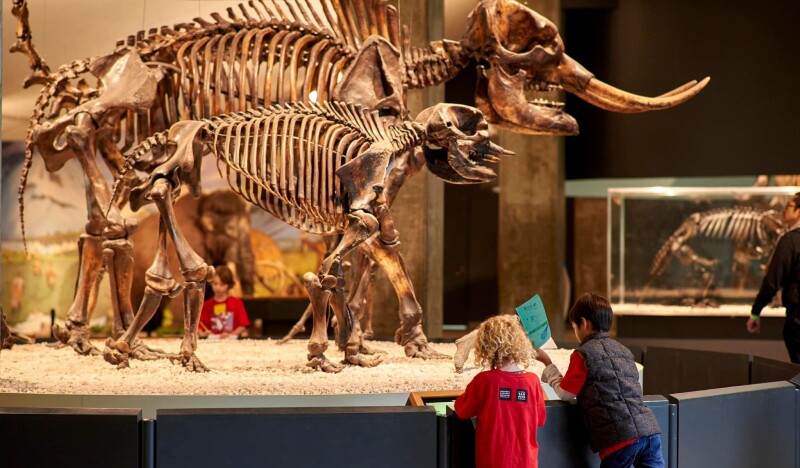 Page Museums Adventure In Nature Summer Camps