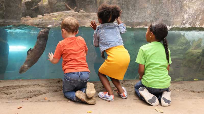 Plumpton Park Zoo Camp