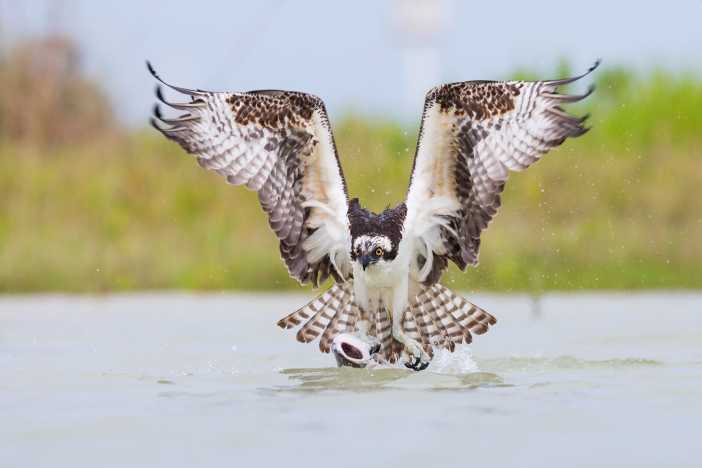 Randall Davey Audubon Summer Adventure Camps