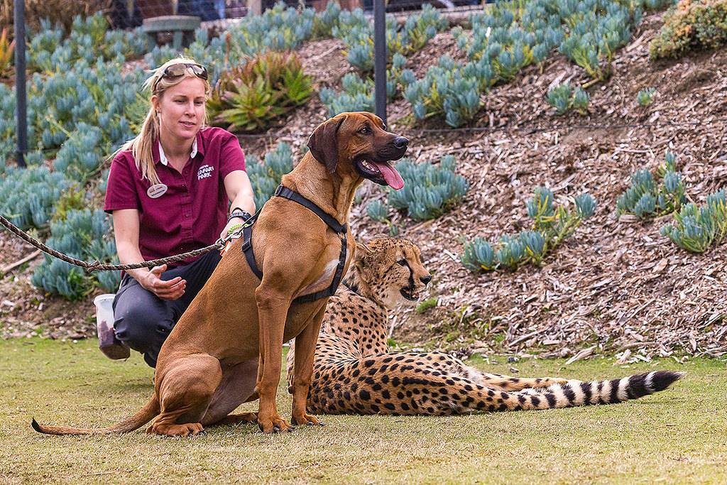 San Diego Wild Animal Park photo 1
