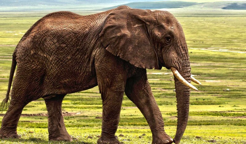 Conservation and Breeding Programs in Austrian Zoos