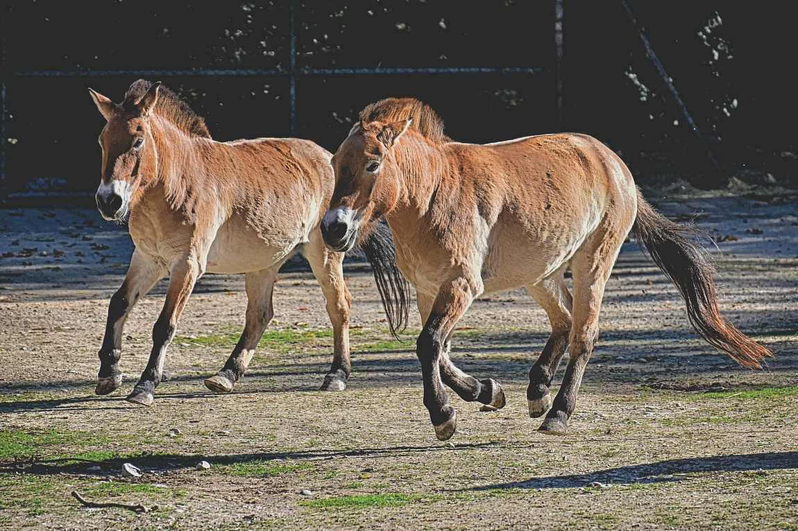 unique animal exhibits in austrian zoos photo 2