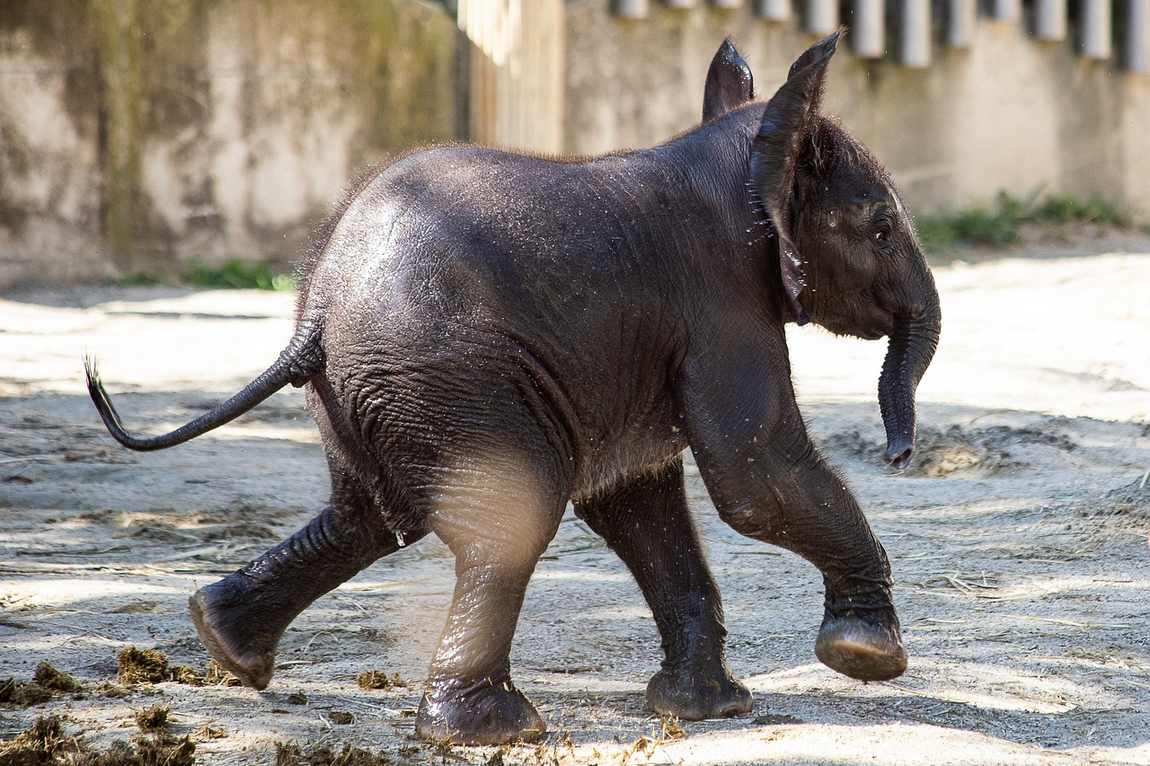 top animals to see at schönbrunn zoo photo 3