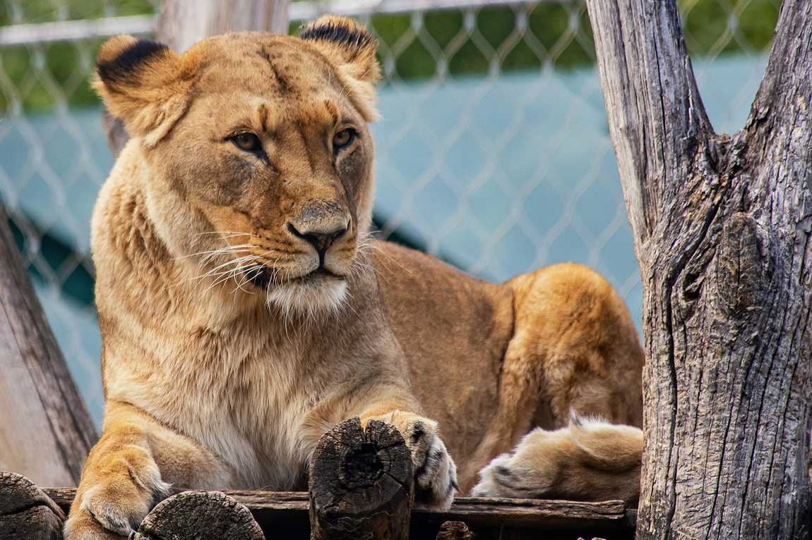 top animals to see at schönbrunn zoo photo 4