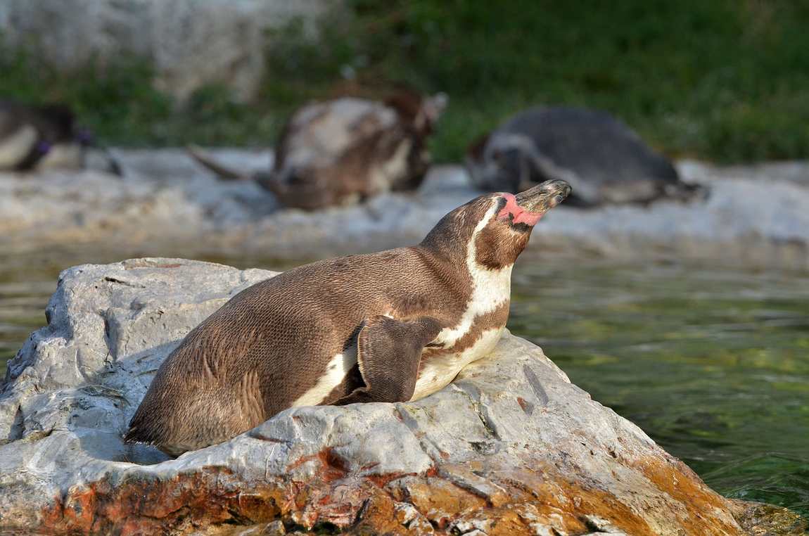 top animals to see at schönbrunn zoo photo 7