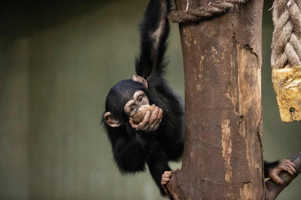 10 best zoos to visit with your kids in europe photo 9