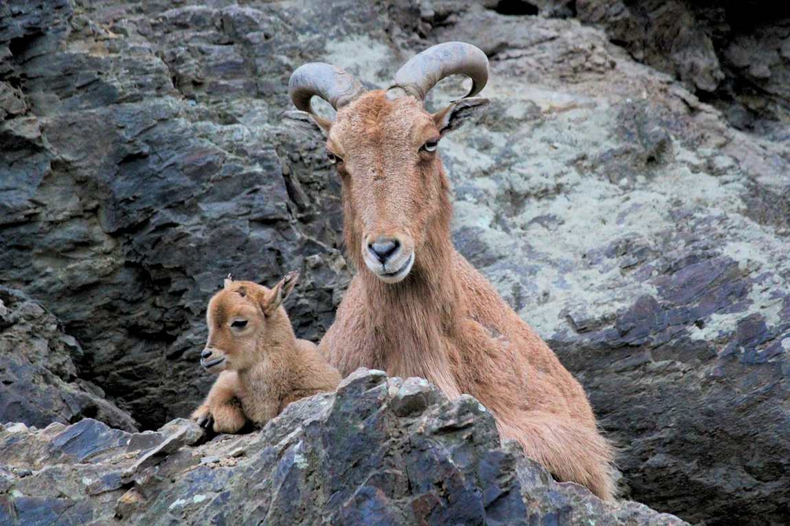 unique animal exhibits in austrian zoos photo 3