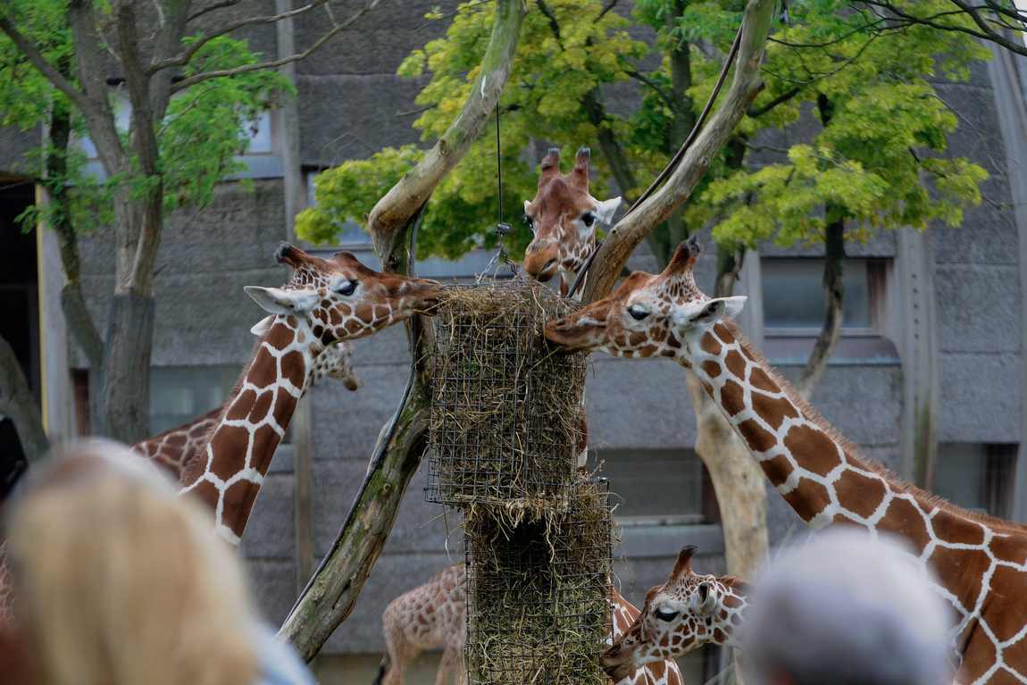 10 Best Zoos In Europe To Visit With Your Kids in 2023 Kidpassage