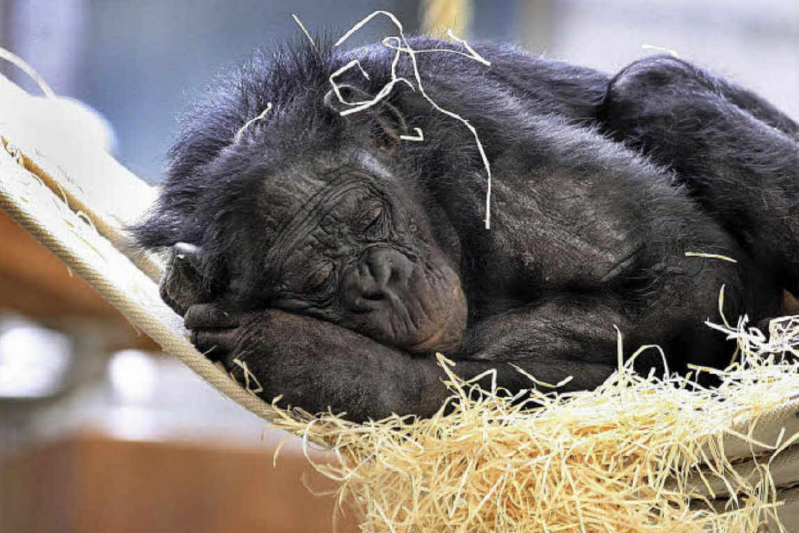 10 best zoos to visit with your kids in europe photo 5