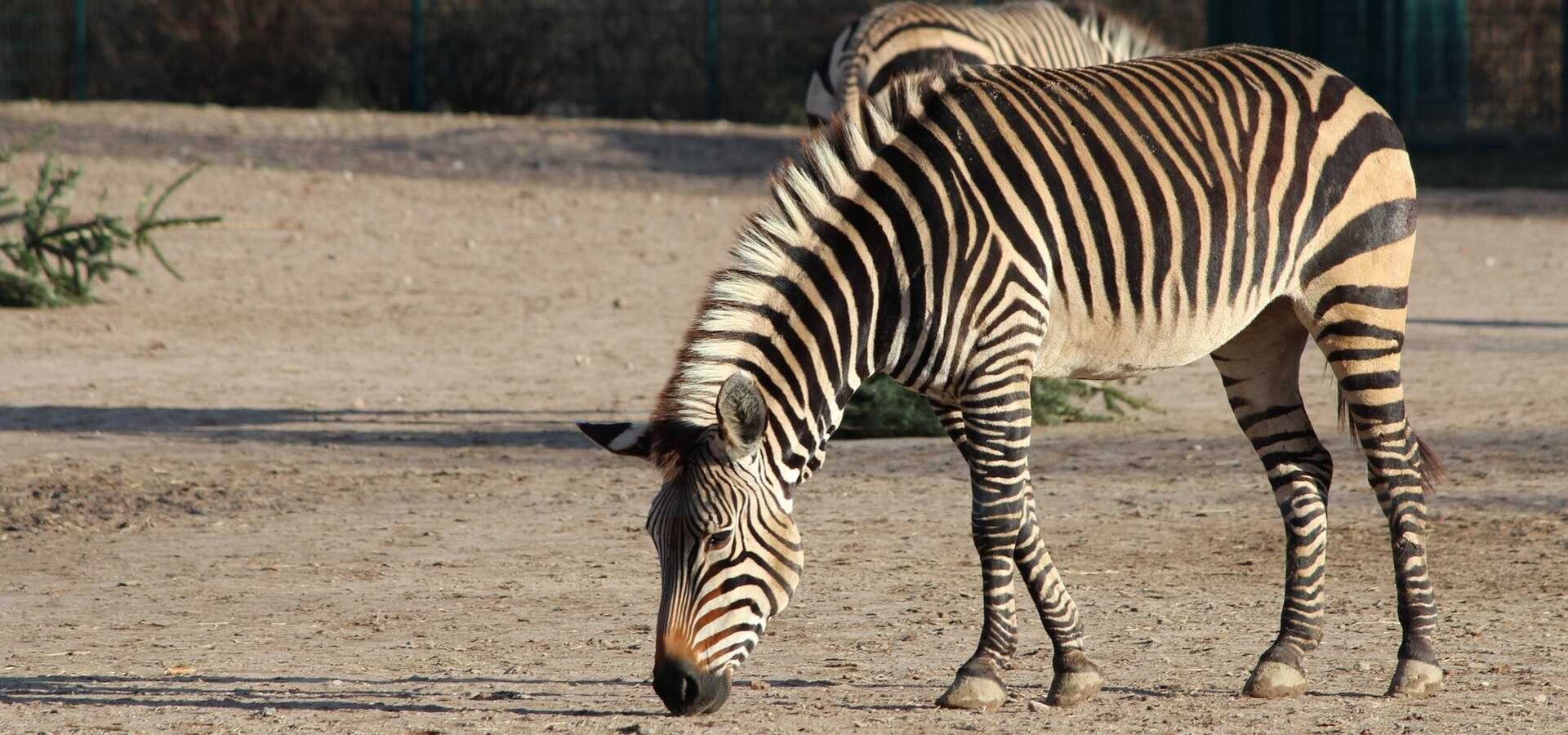 Kid-Friendly Zoos in Austria