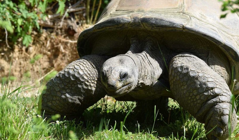 TOP-10 Interesting Facts About Austrian Zoos