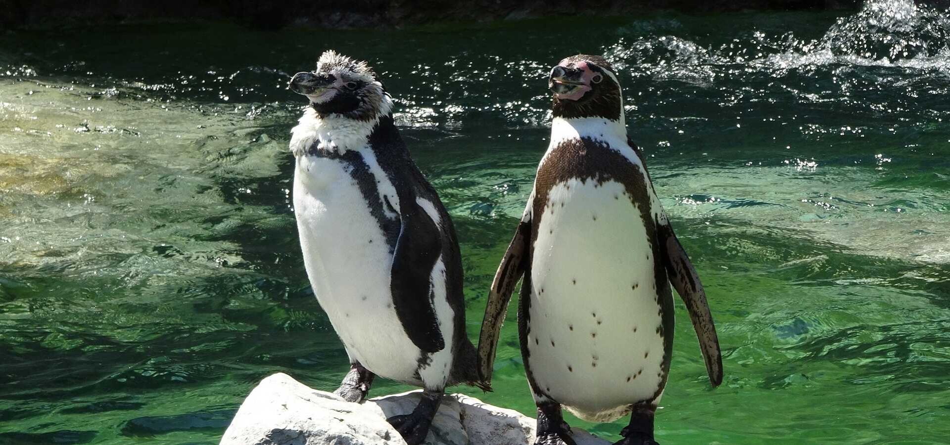 Top Animals to See at Schönbrunn Zoo
