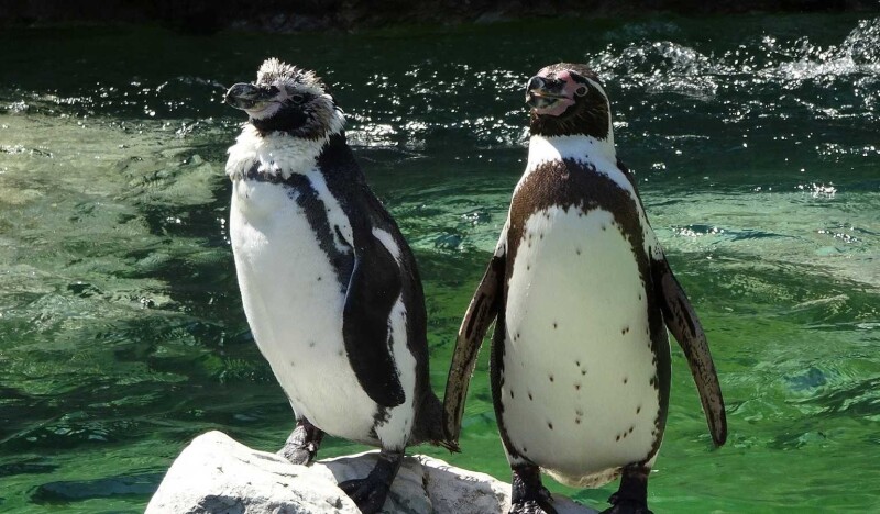 Top Animals to See at Schönbrunn Zoo