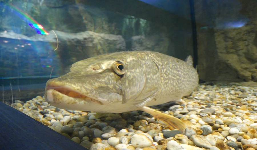 Аквариум Bodorka Balaton фото 1