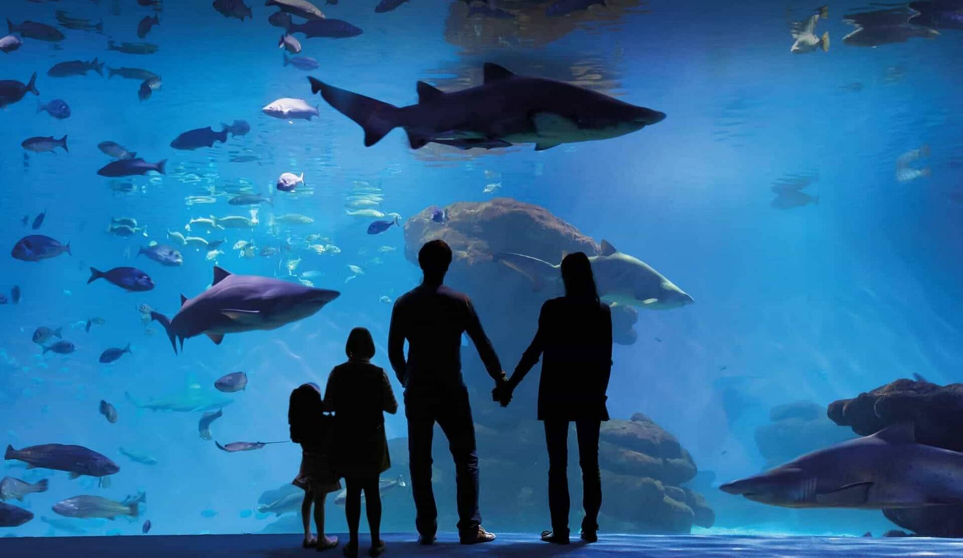 Аквариум Пальма-де-Майорка (Palma Aquarium)