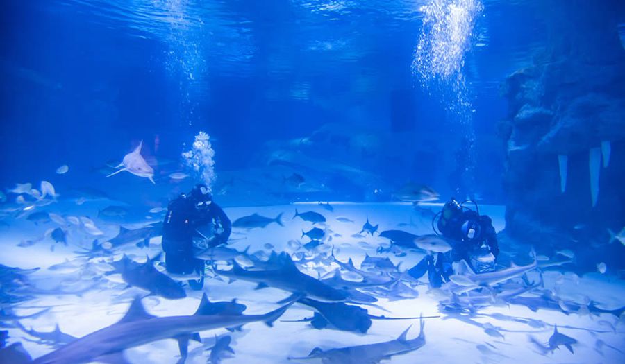 Sealanya Sea Park фото 1