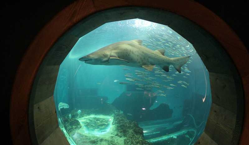 Seville Aquarium