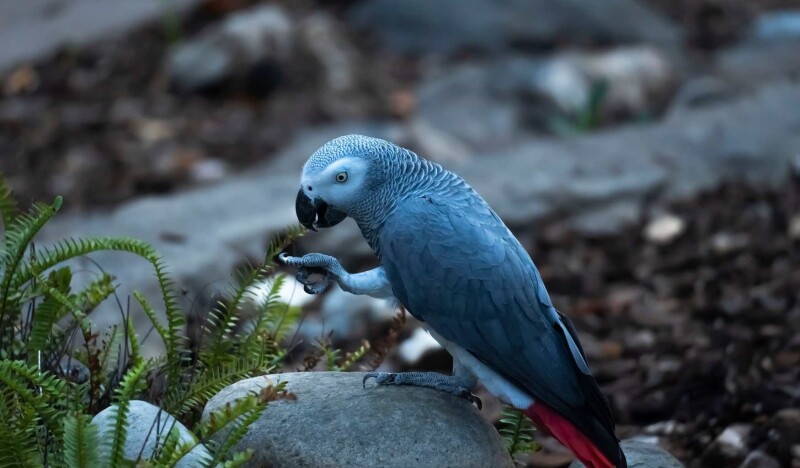 Bioparc Fuengirola