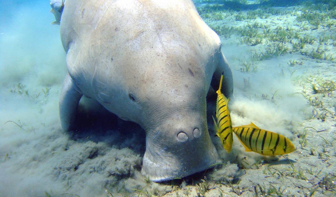 Бухта Абу Дабаб фото 1