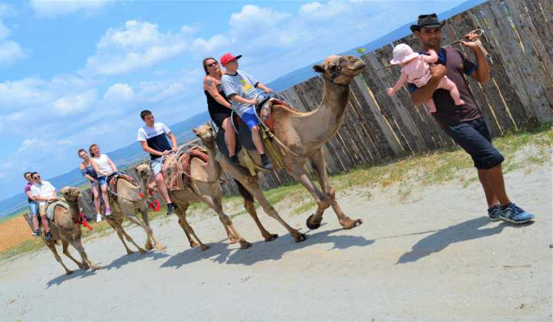 Camel Park