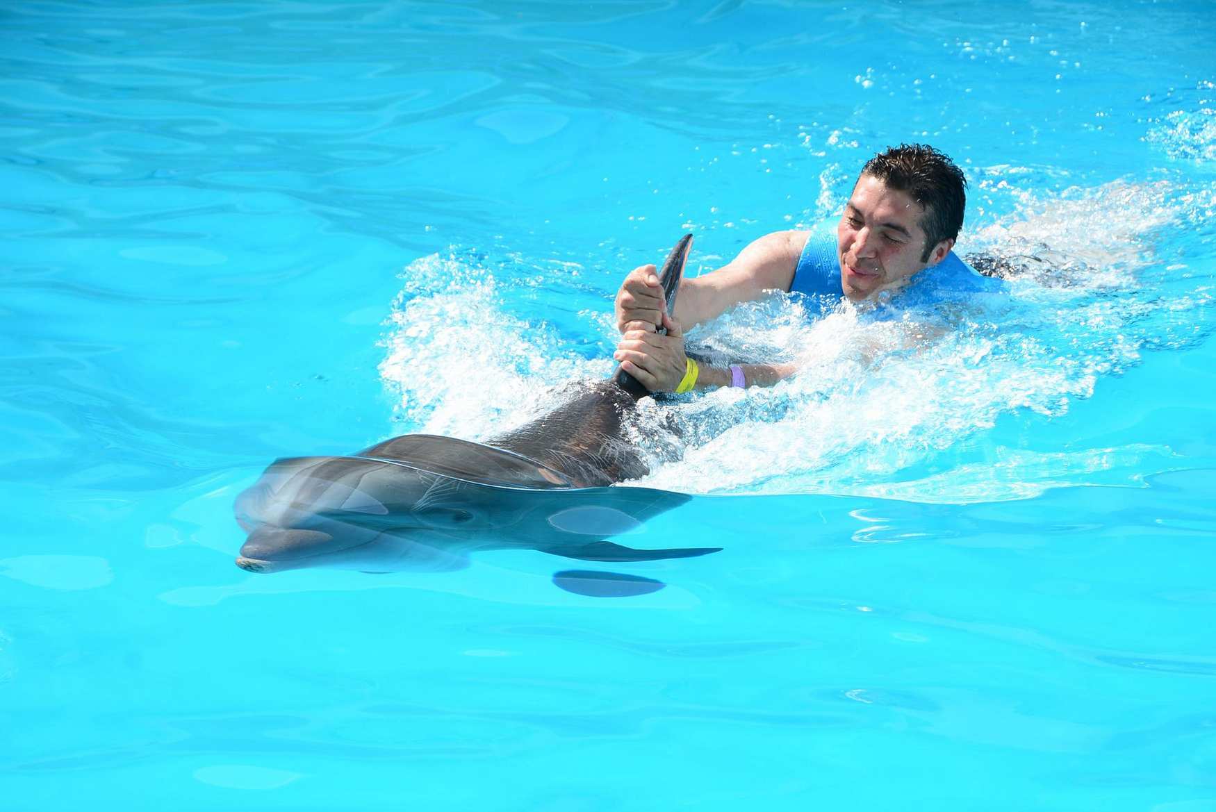 Дельфинарий Dolphin Park