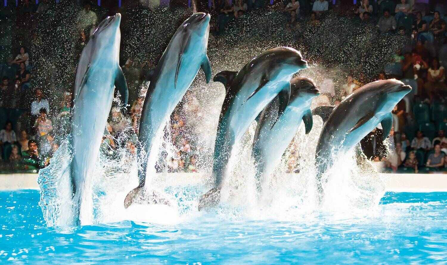 Дельфинарий в Дубае