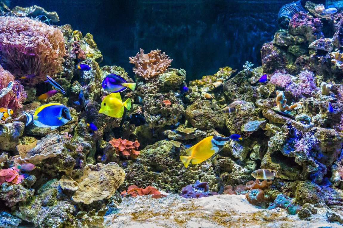аквариум costa de almeria фото 1