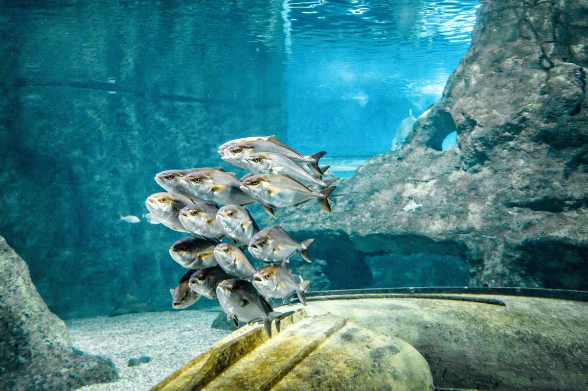 аквариум costa de almeria фото 2