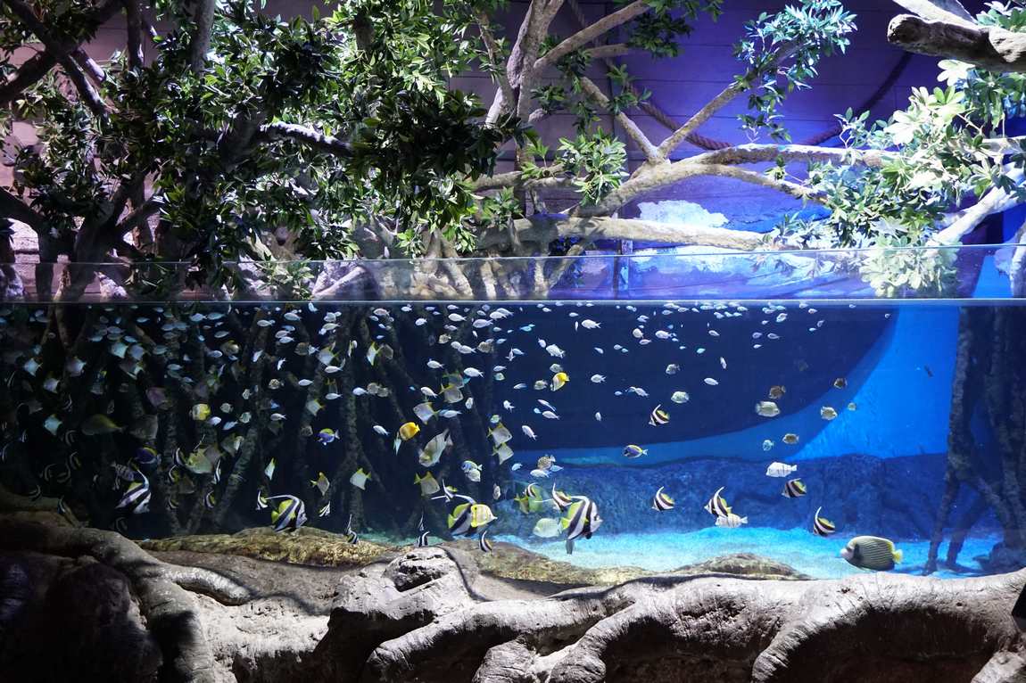 аквариум в севилье фото 1