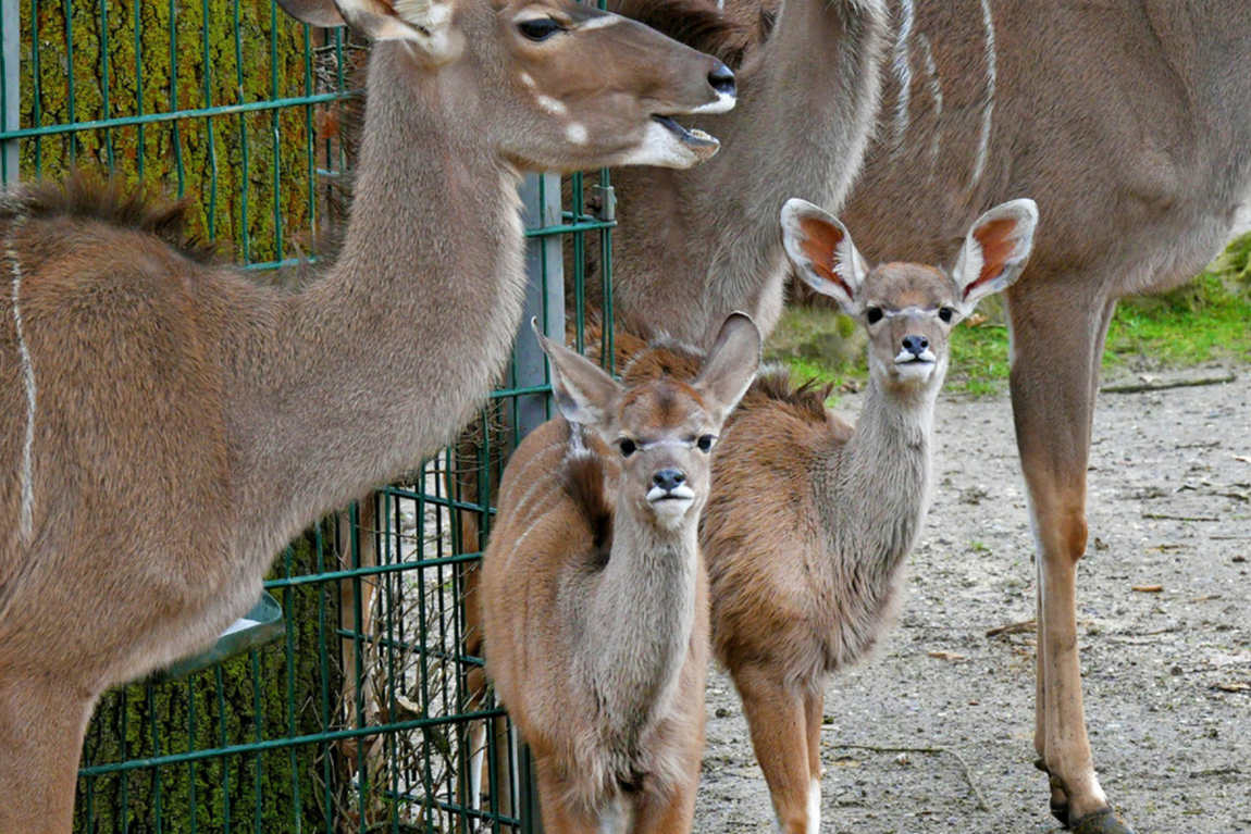 zoom erlebniswelt gelsenkirchen zoo  photo 2