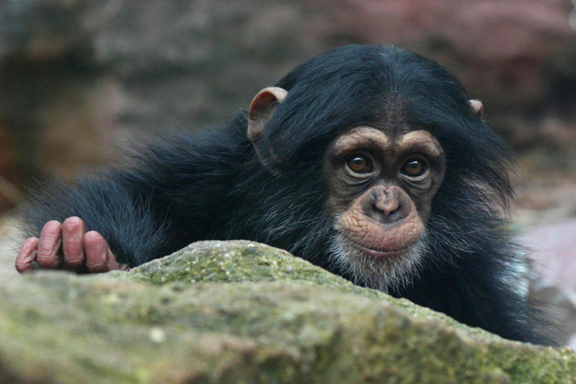 zoom erlebniswelt gelsenkirchen zoo  photo 1