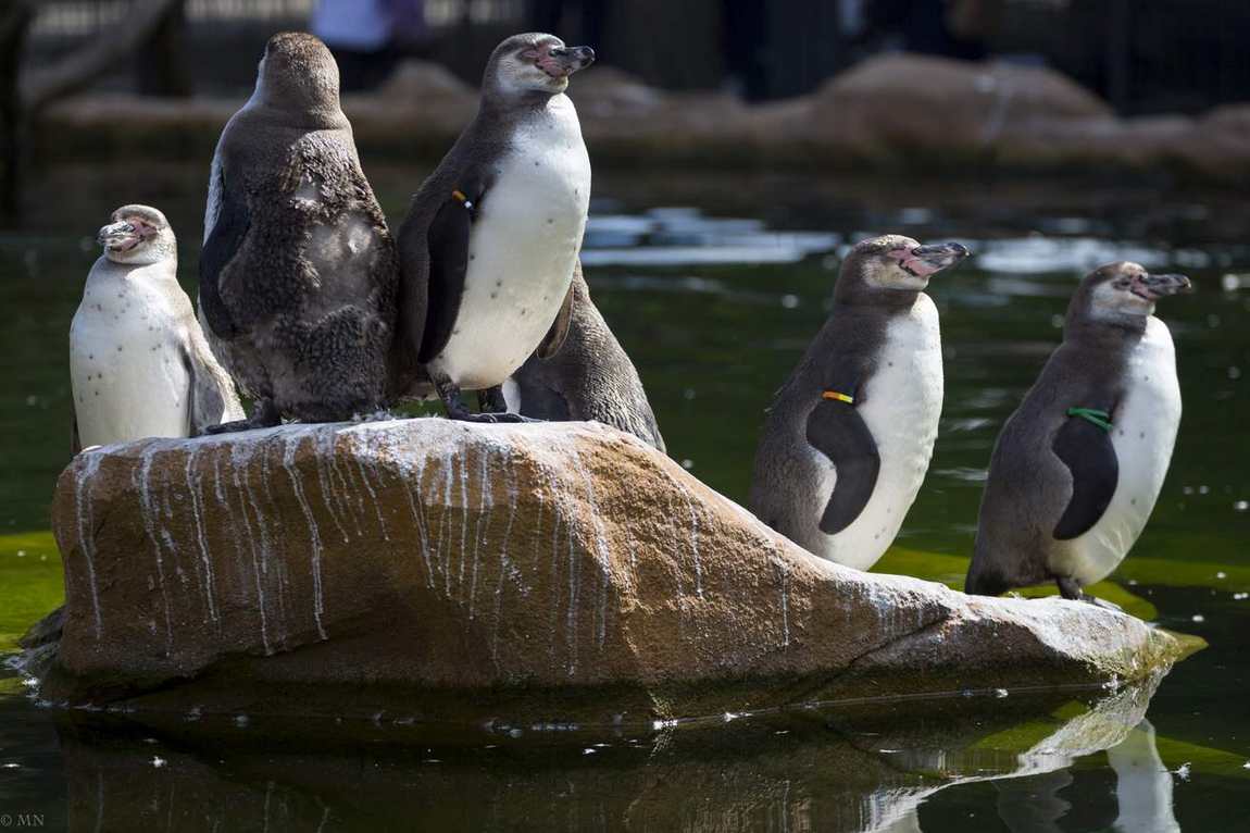 krefeld zoo photo 3