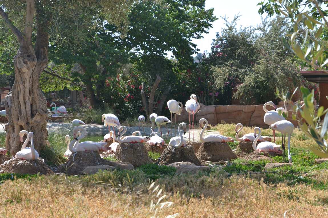 зоологический парк аттики (зоопарк афин) фото 3