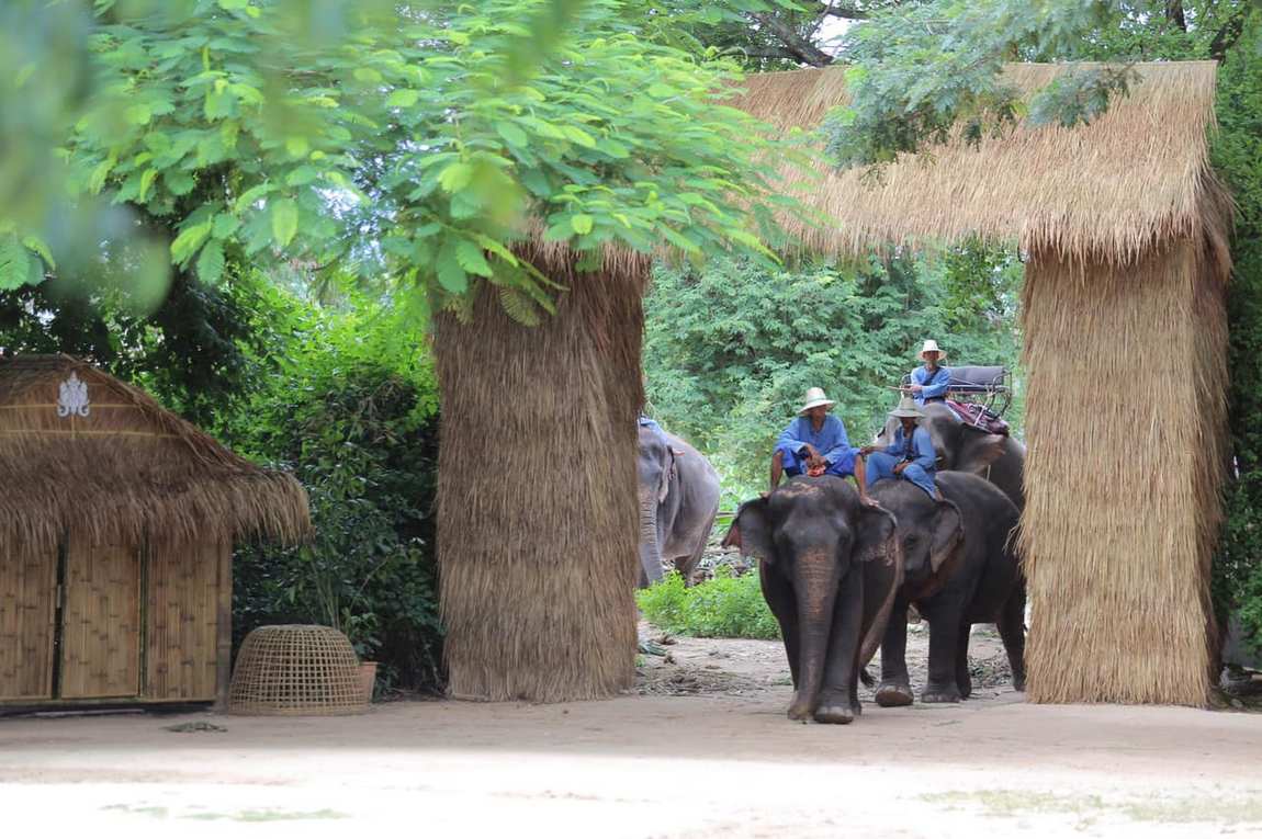 деревня слонов в паттайе фото 1