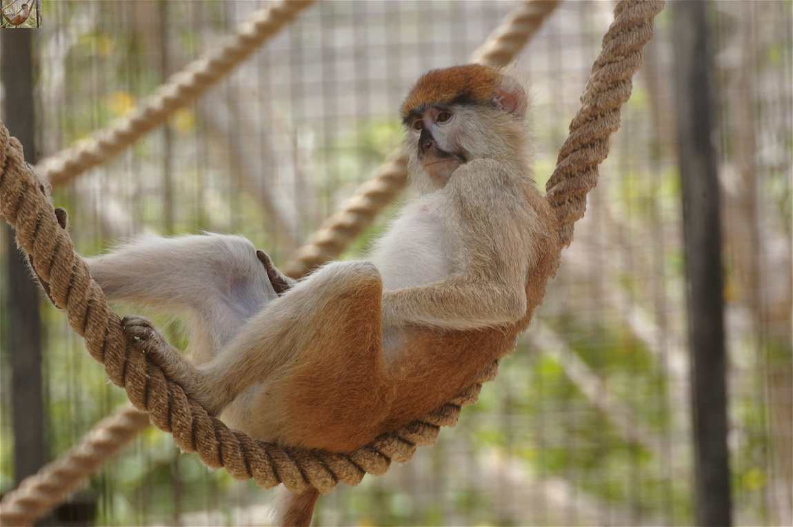 monkey park photo 1