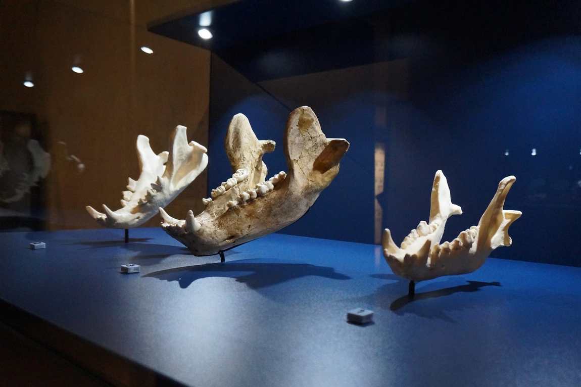 музей неандертальца фото 1